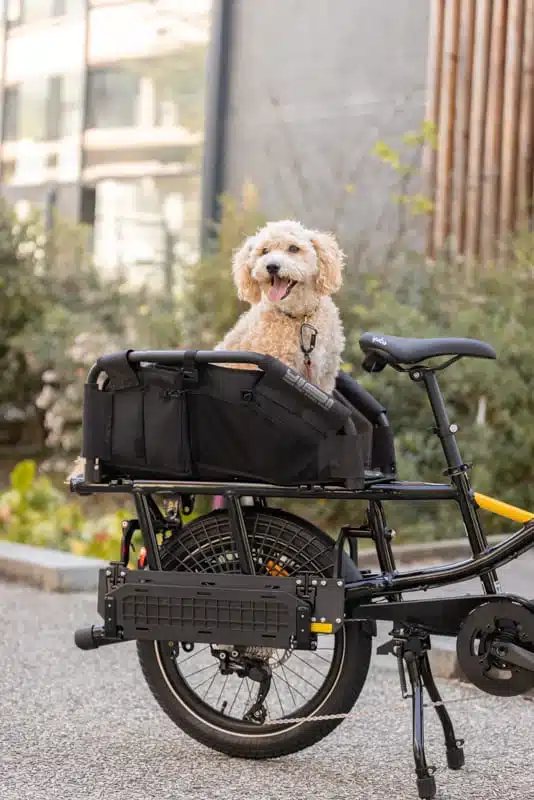 En liten hund med lockigt hår sitter glatt i en svart korg på bakdelen av en parkerad Yuba FastRack-cykel utomhus, med tungan ute och ser nöjd ut.